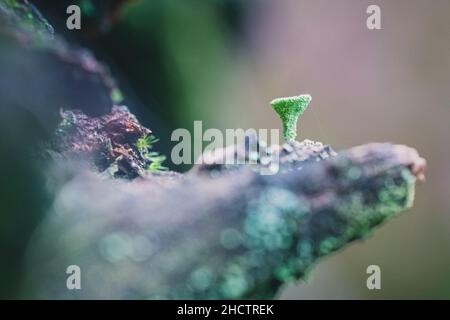 Goccioline d'acqua frange cladonia. Licheni che crescono nella foresta. Gocce d'acqua illuminate al sole su un lichen. Luce del sole sulla cladonia. Ecosistema forestale e io Foto Stock