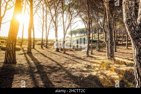 Alberi e ombre nei boschi al tramonto sulla collina di Scopeto nell'Isola del Giglio Toscana - il concetto di esplorazione della natura su una foresta boschiva di ispirazione Foto Stock