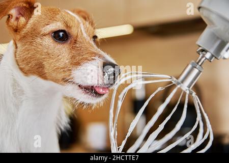 Frusta del miscelatore elettrico della cucina del cazzo del cane. Animale domestico affamato Foto Stock