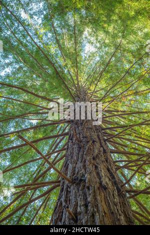 Albero di sequoia a Pfeiffer Big sur SP, Big sur CA. Foto Stock