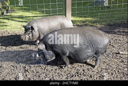 MAIALI NERI GRANDI Foto Stock