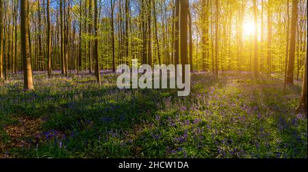 Il sole di tarda sera passa attraverso un grumo di faggi in hallerbos illuminando un tappeto di panorama bluebells Foto Stock