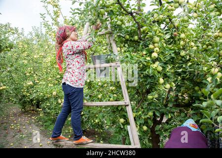Amasya, Turchia - 09/29/2015: Agricoltore sconosciuto che raccoglie mele nel frutteto di mele. Foto Stock