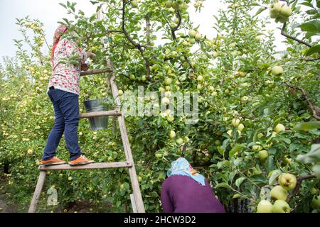 Amasya, Turchia - 09/29/2015: Agricoltore sconosciuto che raccoglie mele nel frutteto di mele. Foto Stock