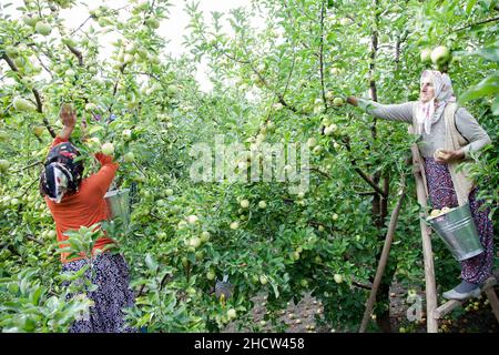Amasya, Turchia - 09/29/2015: Agricoltore sconosciuto che raccoglie mele nel frutteto di mele. Foto Stock