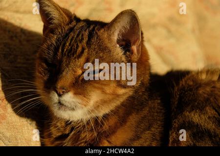 Una fotografia a colori di un piccolo gatto tabby che si sibila e gode di un po' di sole. Foto Stock