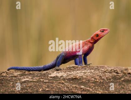 Comune AGAMA, roccia a testa rossa AGAMA, o Rainbow AGAMA (AGAMA agama), Parco Nazionale Serengeti, Tanzania, Africa Foto Stock