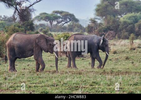 Elefanten im Nationalpark Amboseli, Tsavo Ost und Tsavo West a Kenia Foto Stock