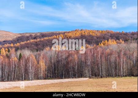 Stagione autunnale in montagna Bieszczady, alberi colorati con foglie autunnali. Parco Nazionale di Bieszczady, Podkarpackie Voivodeship, Polonia, Europa. Foto Stock