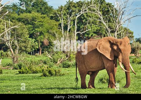 Elefanten im Nationalpark Amboseli, Tsavo Ost und Tsavo West a Kenia Foto Stock