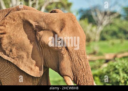 Elefanten im Nationalpark Amboseli, Tsavo Ost und Tsavo West a Kenia Foto Stock