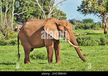 Elefanten im Nationalpark Amboseli, Tsavo Ost und Tsavo West a Kenia Foto Stock