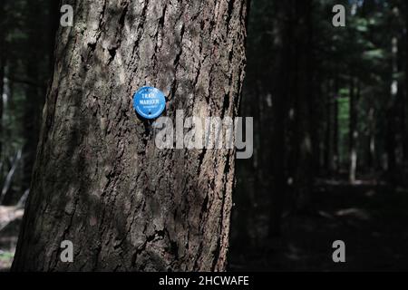 Pharaoh Lake Wilderness Blue Hill Trail marcatore su un albero nella regione Adirondack Mountain dello stato di New York, Stati Uniti Foto Stock