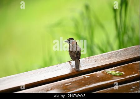 Piccolo uccello marrone Foto Stock