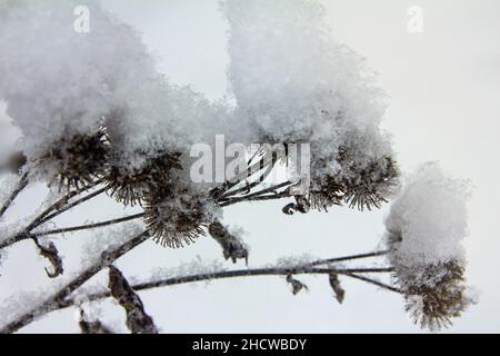 Asciugare i semi di burdock spinoso su steli asciutti ricoperti di tappi di neve appena caduta Foto Stock