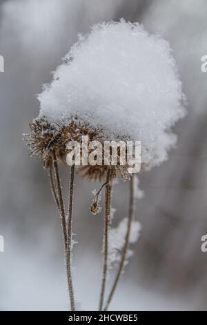 Asciugare i semi di burdock spinoso su steli asciutti ricoperti di tappi di neve appena caduta Foto Stock