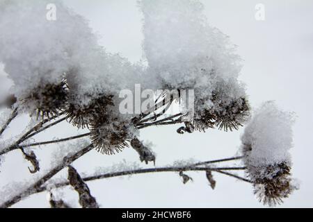 Asciugare i semi di burdock spinoso su steli asciutti ricoperti di tappi di neve appena caduta Foto Stock