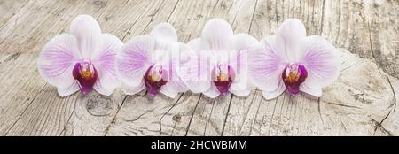 Orchidee bianche (fiore di phalaenopsis) su sfondo di legno Foto Stock