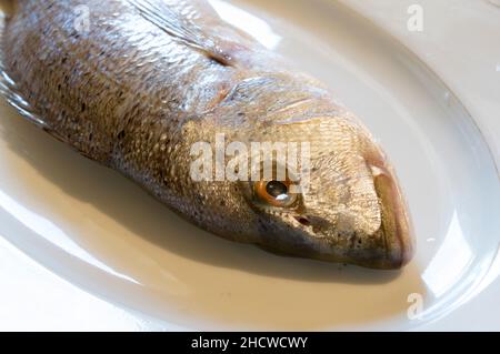 Dentex Dentex Dentex, Dentex comune su un piatto bianco, pesce crudo dal mare Adriatico, cucina dalmata Foto Stock