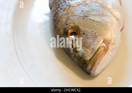 Testa di pesce crudo di acqua salata Dentex Dentex, dentex comune su un piatto bianco, pesce crudo dal mare Adriatico, cucina dalmata Foto Stock