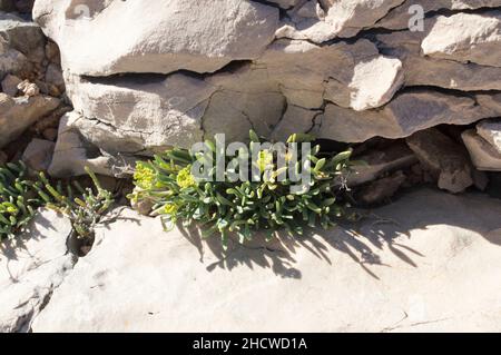 Samphire di roccia o finocchio di mare pianta, Crithmum maritimum, pianta costiera commestibile con foglie aromatiche verdi, che cresce sulla roccia vicino al mare, in Croazia Foto Stock