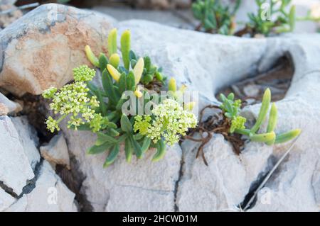 Samphire di roccia o finocchio di mare pianta in fiore, Crithmum maritimum, pianta costiera commestibile con foglie aromatiche verdi, che cresce sulla roccia vicino al mare Foto Stock