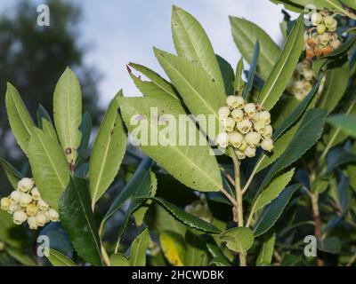 Fiori bianchi a forma di campana su Arbutus unedo albero, fragola albero, primo piano dettaglio, crescendo selvaggiamente nella foresta in Dalmazia, Croazia Foto Stock