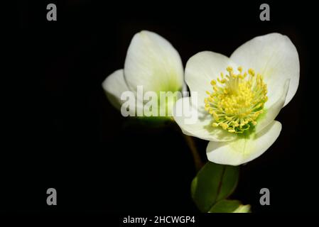 Primo piano di rose bianche di Natale (Helleborus niger), in fiore su sfondo scuro con spazio per il testo Foto Stock