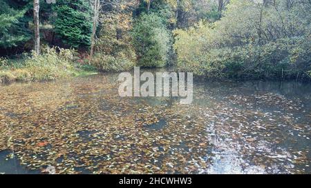 Stagno oscuro coperto con foglie galleggianti nel wo Foto Stock