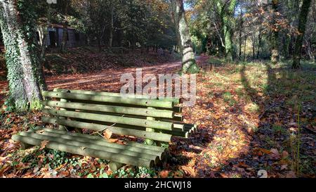 Primo piano di una panca in legno nel bosco con il sole del mattino Foto Stock