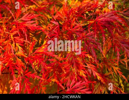 Acer palmatum dissectum, albero sempre rosso, piangendo, giapponese, alberi di acero, Nana Maple giapponesi, elegante, a cascata, struttura, meraviglioso, colorazione. Foto Stock