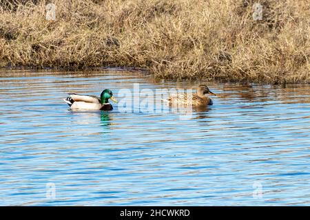 Maschio e femmina mallardo o anatra selvaggia (Anas platyrhynchos) Foto Stock