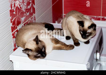 Siamese Thai due gatti e un gatto si trovano in un bagno rosso, gatti, gattini e gatti in casa, animali domestici le loro foto e la loro vita Foto Stock