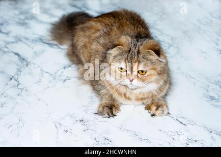 Highland soffice gatto di cinchilla dorata su sfondo marmo, gatti a tema, gattini e gatti in casa, animali domestici le loro foto e la loro vita Foto Stock