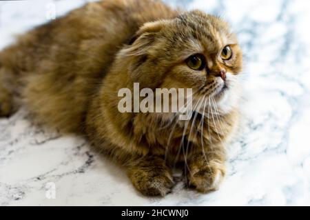 golden Highland soffice gatto chinchilla su sfondo marmo, gatti a tema, gattini e gatti in casa, animali domestici le loro foto e la loro vita Foto Stock