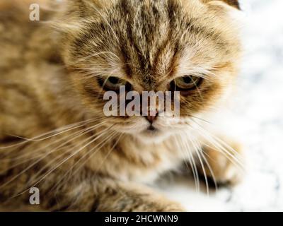 ritratto brillante faccia bello soffice gatto chinchilla d'oro, gatti a tema, gattini e gatti in casa, animali domestici le loro foto e la loro vita Foto Stock