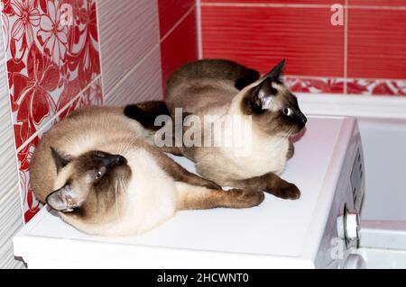 Bella coppia siamese innamorata un gatto e un gatto sono giacenti in un bagno rosso, gatti, gattini e gatti in casa, animali domestici le loro foto e la loro vita Foto Stock