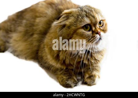 Isolato studio tiro Scotish fold longhair gatto dorata chinchilla, gatti a tema, gattini e gatti in casa, animali domestici le loro foto e la loro vita Foto Stock