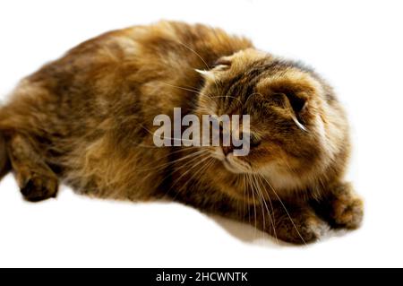 Isola tiro studio Scotish fold gatto dorata chinchilla, gatti a tema, gattini e gatti in casa, animali domestici le loro foto e la loro vita Foto Stock