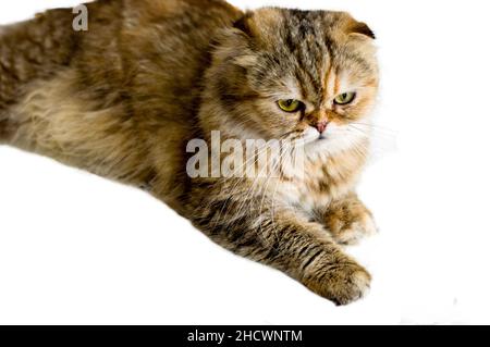 Isolato studio tiro Scotish fold Highland longhair gatto dorata chinchilla, gatti a tema, gattini e gatti in casa, animali domestici le loro foto e la loro l Foto Stock