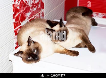 Coppia Siamese Thai innamorata, un gatto e un gatto in un abbraccio giacciono in un bagno rosso, gatti, gattini e gatti in casa, animali domestici le loro foto e la loro liv Foto Stock