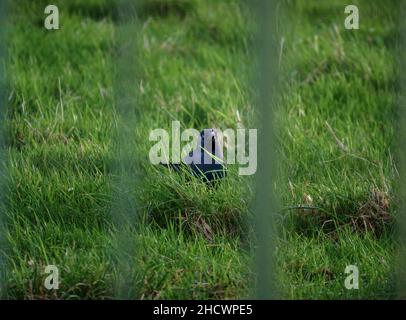 Primo piano di un viso e testa di jackdaw (Corvus monidula) incorniciata da ringhiere oscure come caccia per il cibo in erba verde Foto Stock