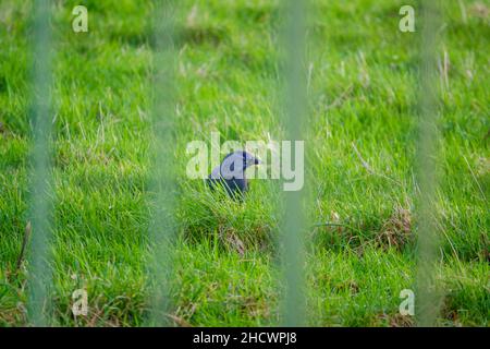 Primo piano di un viso e testa di jackdaw (Corvus monidula) incorniciata da ringhiere oscure come caccia per il cibo in erba verde Foto Stock