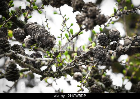 Rametti di larice conifere con vecchi coni e piccoli nuovi che crescono in primavera, immagine monocromatica con colore verde selezionato Foto Stock