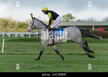 Prezioso Eleonora a Wincanton il giorno di Santo Stefano Foto Stock