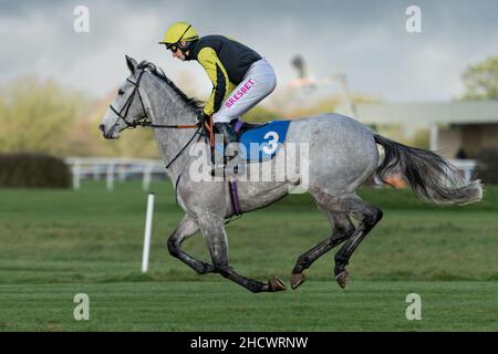 Prezioso Eleonora a Wincanton il giorno di Santo Stefano Foto Stock