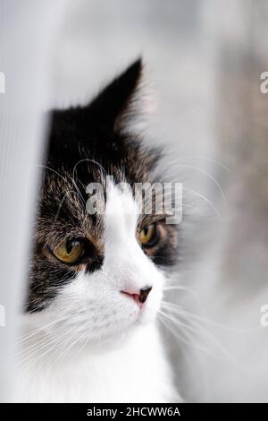 Gatto foresta norvegese nascosto dietro tenda bianca Foto Stock