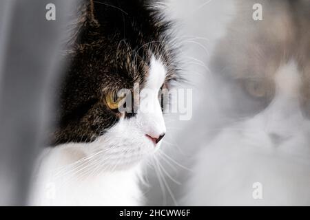 Gatto foresta norvegese nascosto dietro tenda bianca Foto Stock