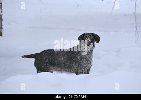 Ritratto di un cane di razza tedesca Drahthaar all'aperto in inverno nella neve. Foto Stock