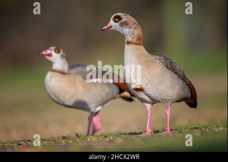 Un paio di oche egiziane Alopochen aegyptiaca con l'uccello maschio in piedi guardia sul suo compagno nel Norfolk del Nord, Regno Unito Foto Stock
